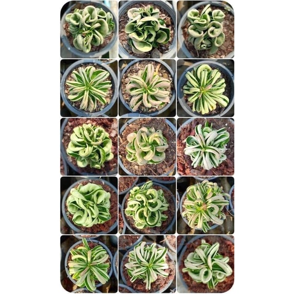 Hạt giống sứ DHA lá xoăn nhập khẩu Thái Lan