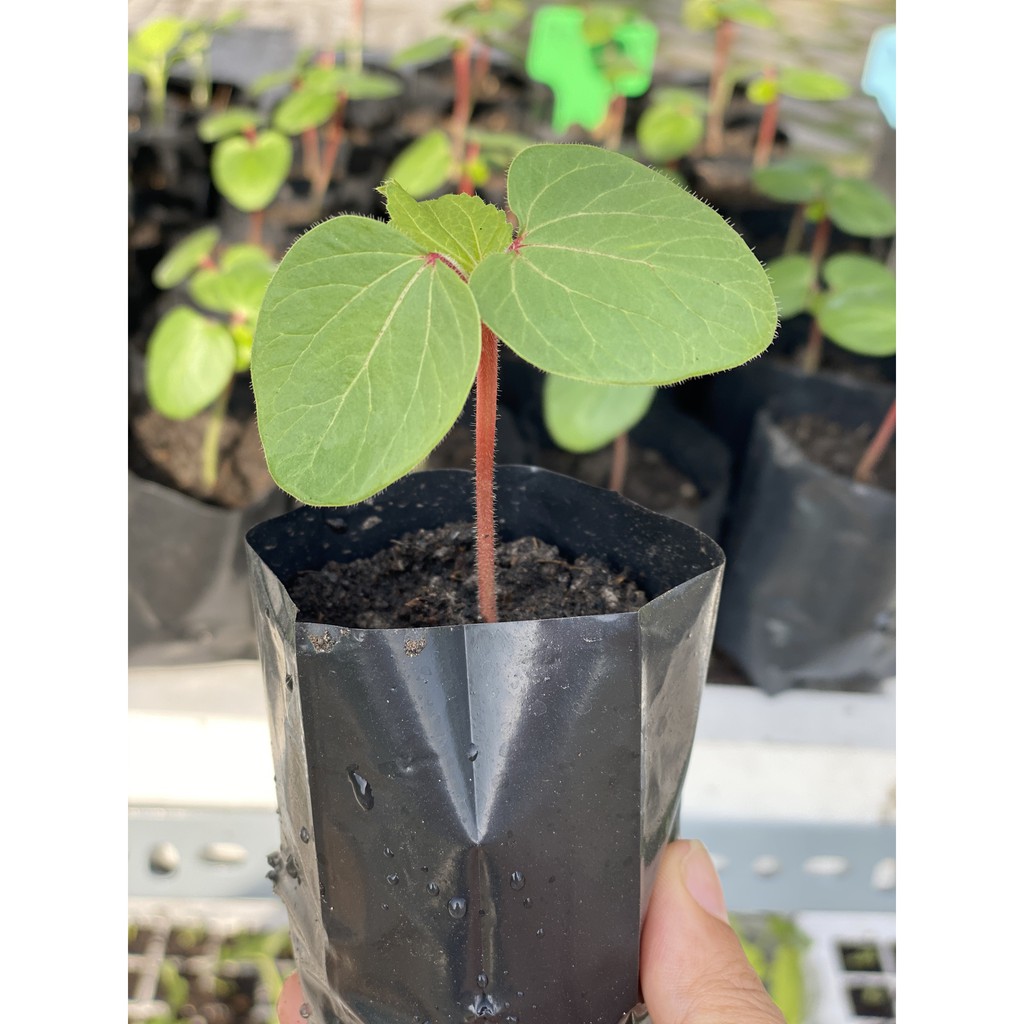 50 túi ươm cây - túi bầu ươm kích thước 5x11cm chuyên dùng ươm các loại cây dưa, bầu, bí, mướp