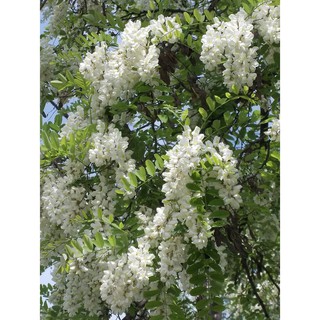 CÂY GIỐNG CÂY HOA HÒE (HÒE HOA) SIZE LỚN