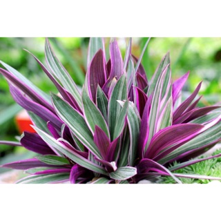 Cây 7 sắc cầu vòng