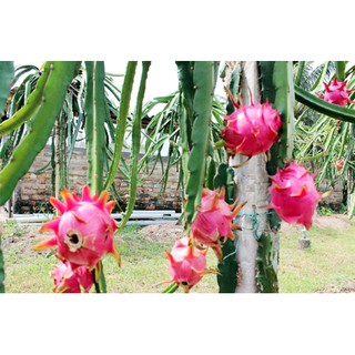  Cây giống thanh long ruột đỏ