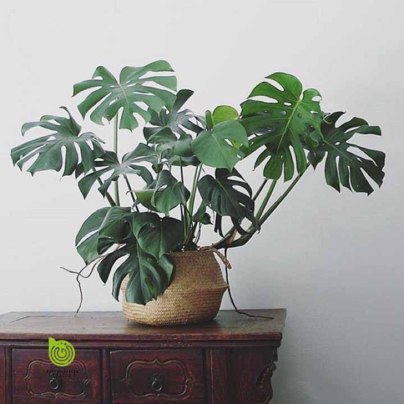 Trầu Bà Nam Mỹ -cây con