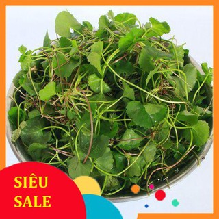 0.5g Hạt giống Rau má (tặng gói kích nẩy mầm và hướng dẫn) VIETPHAT