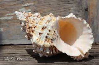Vỏ ốc tù và gai( miễn phí vận chuyển)