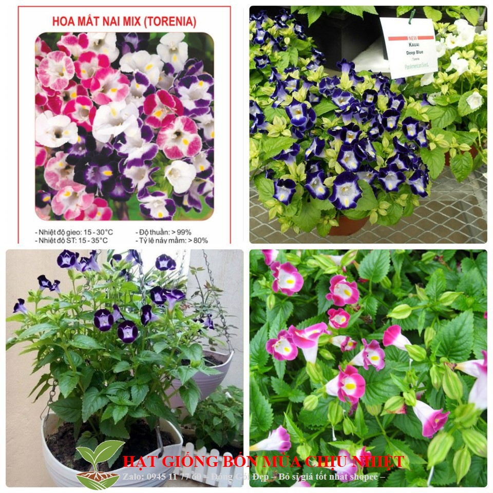 Hạt giống hoa Mắt Nai (tô liên, torenia) nhiều màu 5 HẠT ĐẾN MÙA TRỒNG TẾT