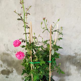 [Cây giống hoa] hồng Quế Son (hồng bụi hoa thơm) size chậu C9 - CayGiongTot
