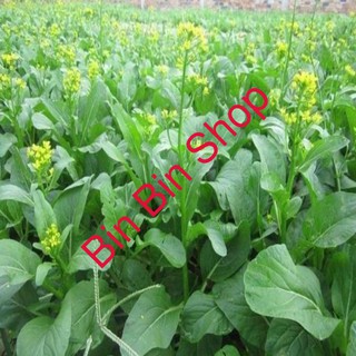 Hạt giống rau cải ngồng mập -20gr