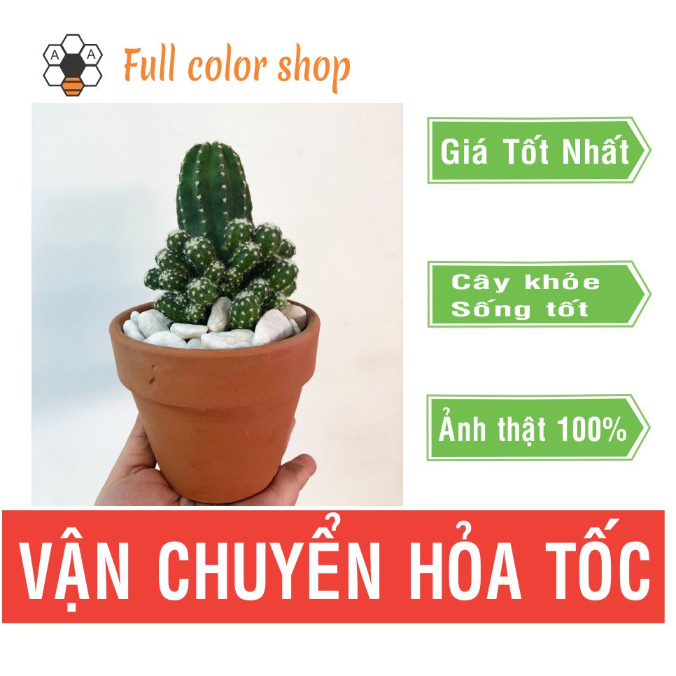 CÂY XƯƠNG RỒNG ECHINO