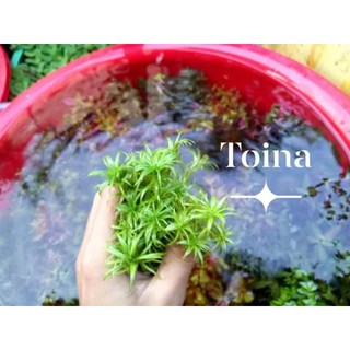CÂY THỦY SINH TOTINA