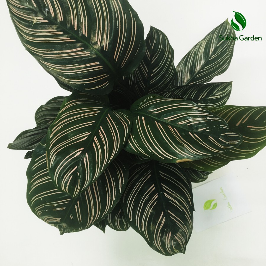 Cây Đuôi Công Thái Calathea ornata để bàn kèm chậu gốm tráng men