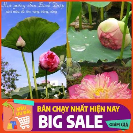 [Chất lượng cao] [Hàng chuẩn] [Free ship] 100 hạt SEN BÁCH DIỆP (SEN QUAN ÂM, SEN THÁI) nhiều màu