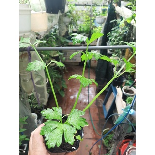 Cây giống rau các loại