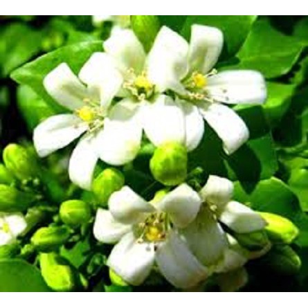 Combo 2 gói phân bón lá SENCA 32  giúp cây trồng tăng khả năng ra hoa đậu quả, trái lớn, củ nặng, tươi ngon.
