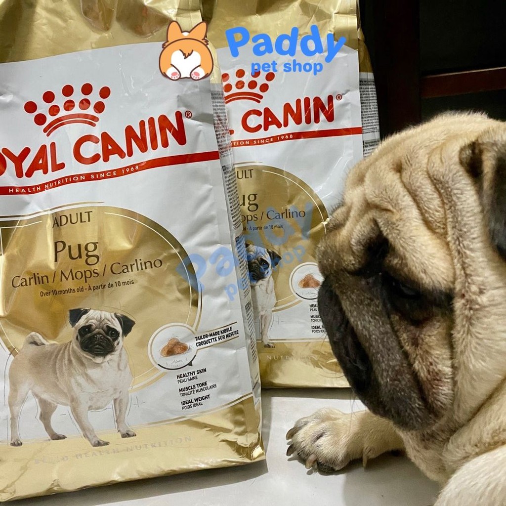  Hạt Royal Canin Pug Adult Cho Chó Pug Trưởng Thành