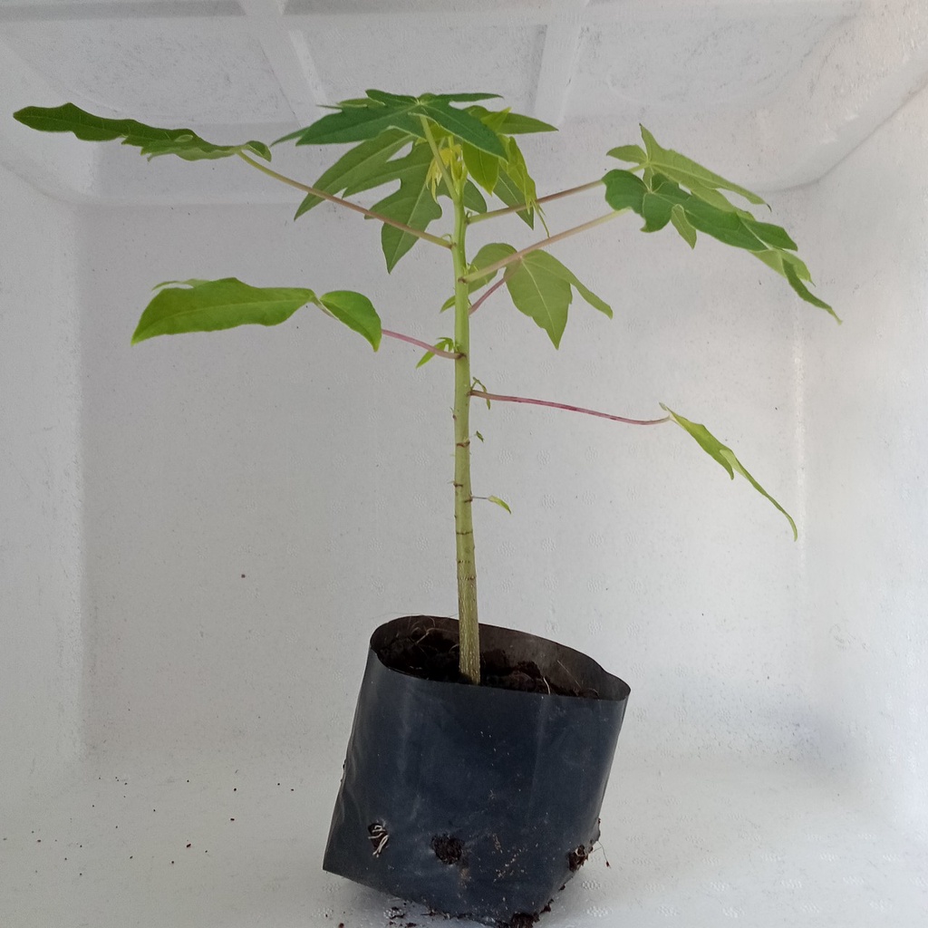 Cây giống đu đủ lùn ,da vàng, siêu trái