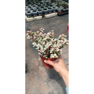 Châu cây sen đá Dolla hồng cẩm thạch bụi lớn