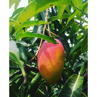 GIỐNG XOÀI NHẬT