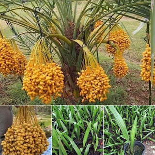 🌲Cây Giống CHÀ LÀ ĂN TRÁI BRAHEE, cây chà là, chà là ăn trái, chà là brahee, cây cao 30cm