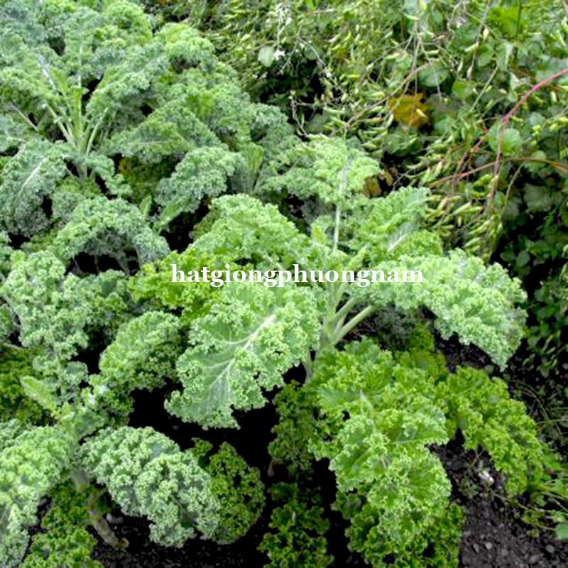 2GR - HẠT GIỐNG CẢI XOĂN KALE