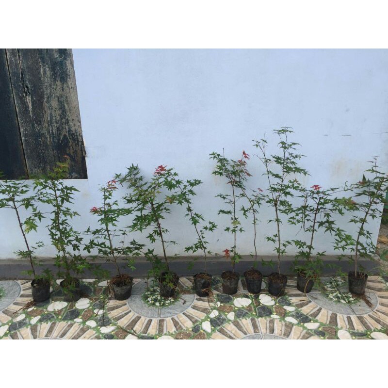 Cây Phong Nhật Bản Combo x2