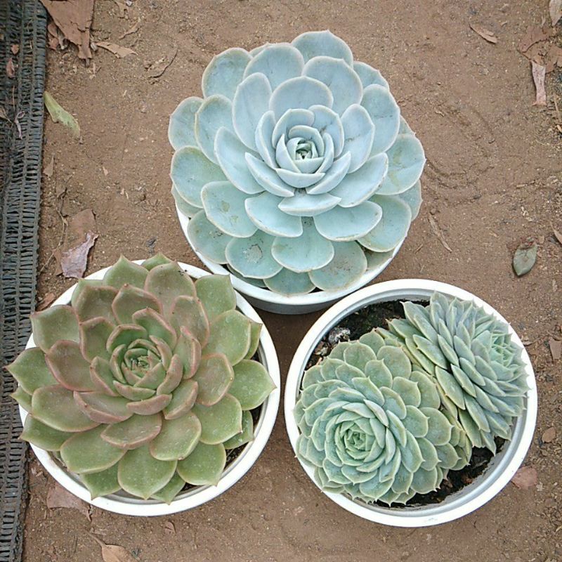 Combo 3 sen đá size tô khác loại
