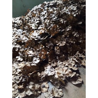Giáng hương giống