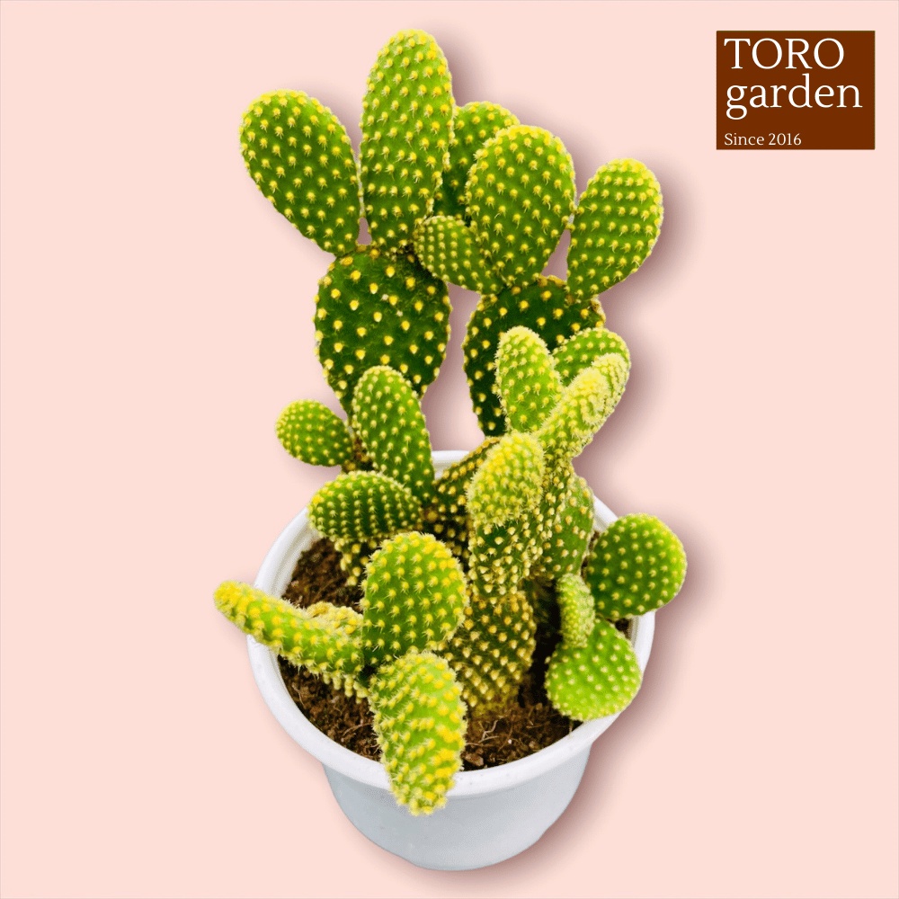 Xương rồng tai thỏ Đà Lạt size trung bình cây cảnh trang trí nhà cửa Toro garden