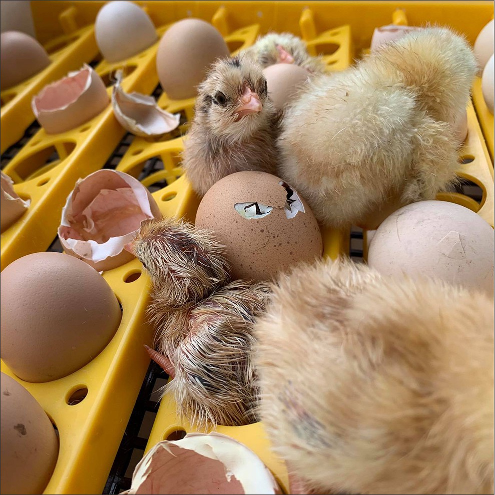Khay đảo trứng tự động 54 trứng gà - Nhựa ABS siêu bền, bảo hành 12 tháng chính hãng Ánh Dương