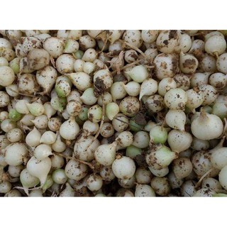 củ nén- hành tăm 500 gr
