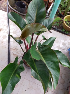 Cây trầu bà đế vương Nâu