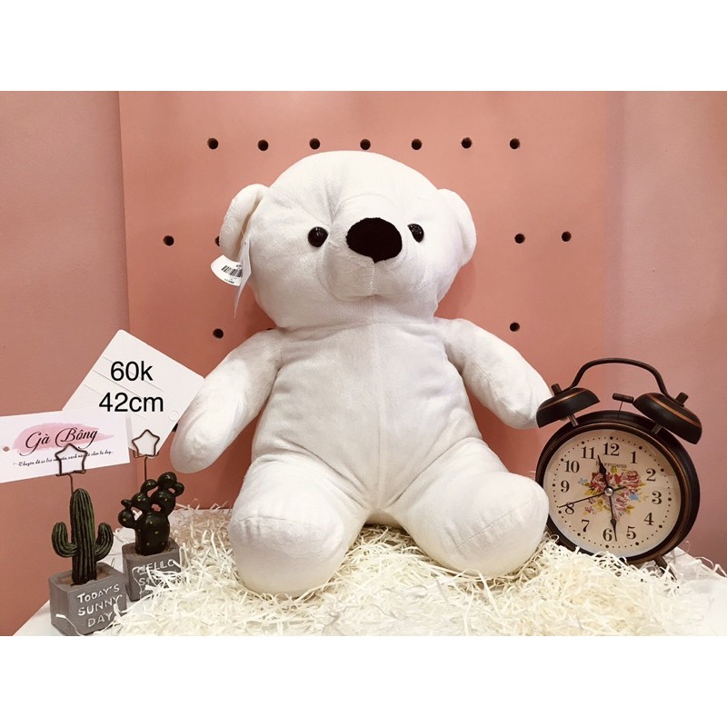 Gấu Si Teddy Úc Mỹ. Đã qua xử lí sạch sẽ