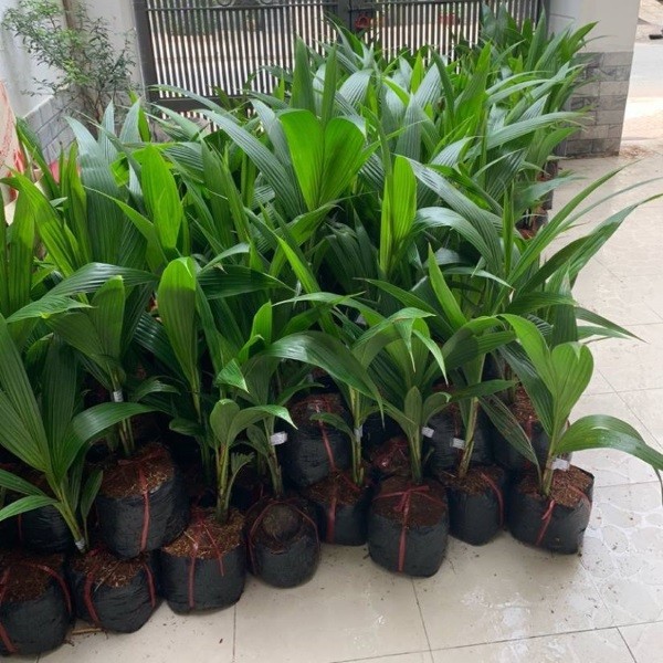 Cây Giống Dừa Dứa/ Dừa Xiêm Lùn Nhiều Trái Thơm Ngon Trái Quanh Năm