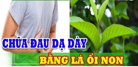 Bột Lá Ổi 100g