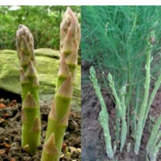 Cây giống măng tây