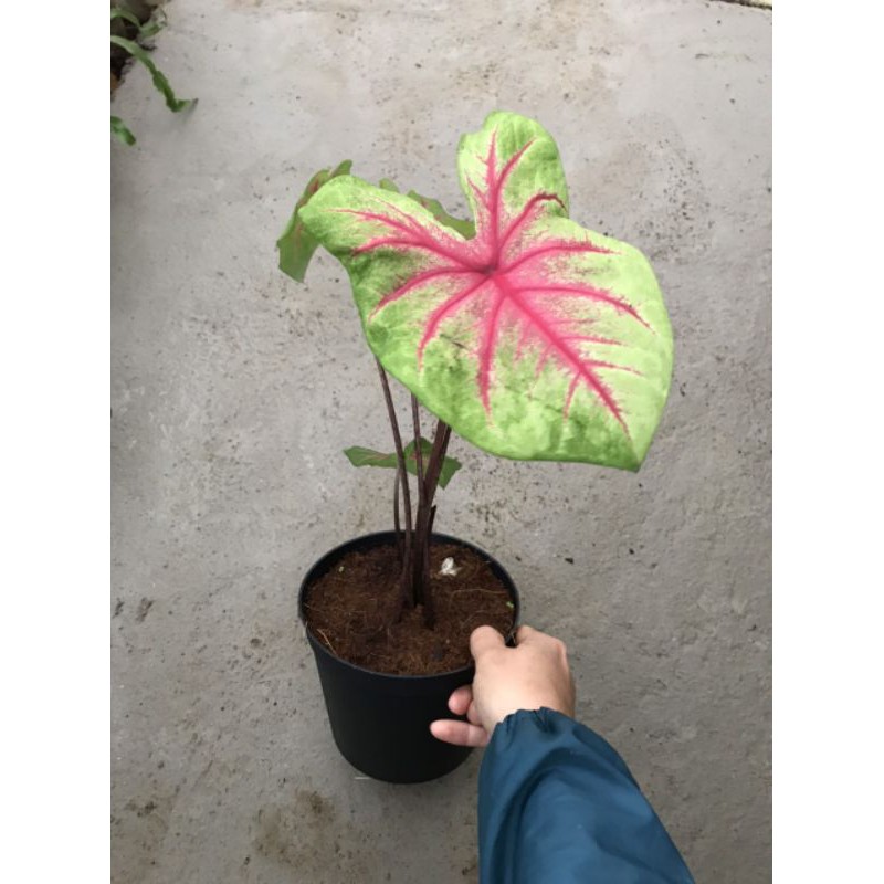 Cây môn màu Caladium Rosebud