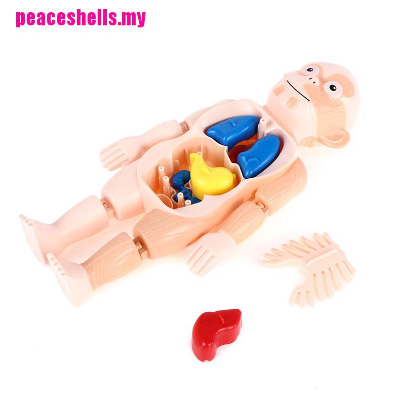 Bộ Xếp Hình Cơ Thể Người 3d Theo Phương Pháp Montessori