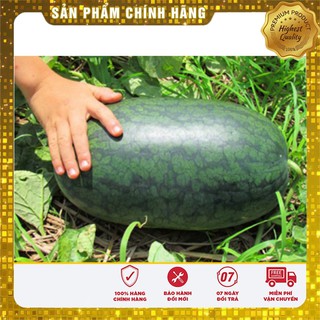 Hạt giống Dưa Hấu Đỏ 10 Hạt