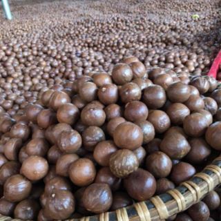 Com bo sỉ Măc ca