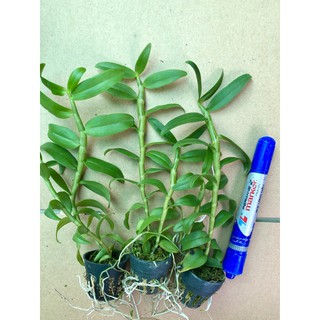Lan Phi Điệp tím cây giống