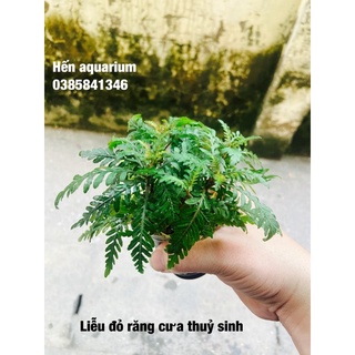 Cây thuỷ sinh liễu đỏ răng cưa siêu đẹp