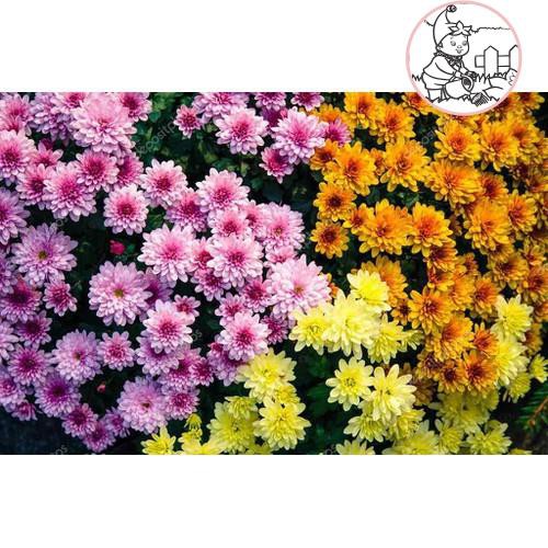 Hạt HOA CÚC Đà Lạt - Gói 5 gram