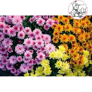 Hạt hoa cúc đà lạt - gói 5 gram
