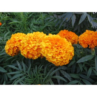 Hạt giống hoa Cúc vạn thọ mỹ