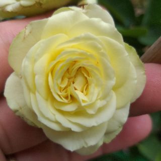 Combo 8 cây hoa hồng rễ trần