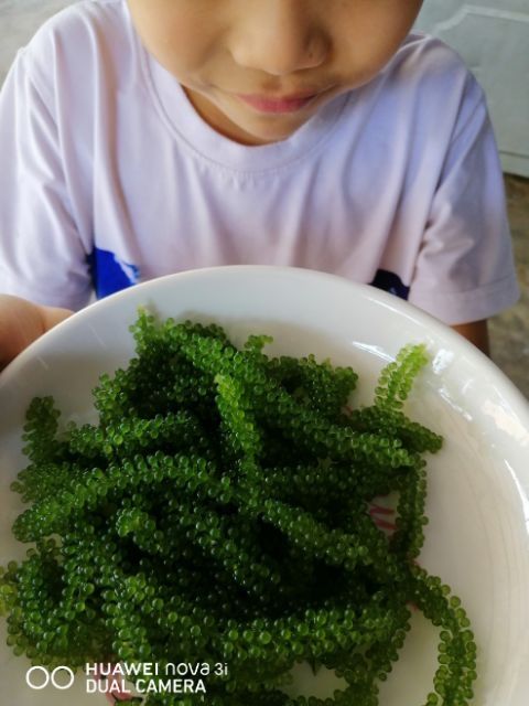 100gr rong nho tách nước Nha Trang(tặng kèm sốt mè rang)❤nở đều, xanh đẹp❤freeship