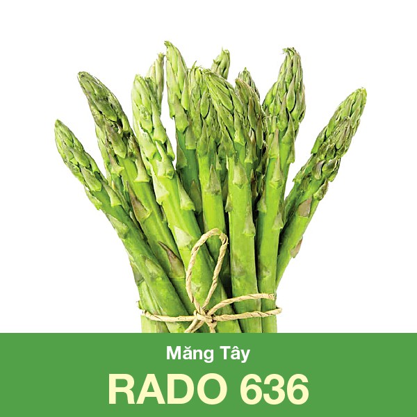Măng Tây RADO 636