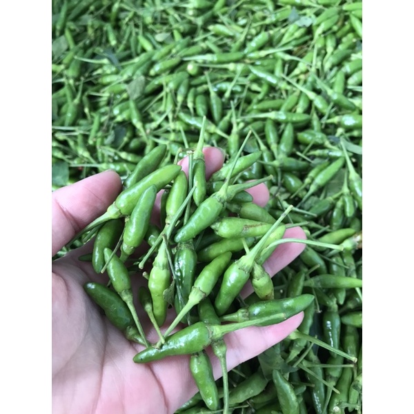 Ớt thóc xanh rừng Tây Bắc muối  quả nhỏ, thơm cay
