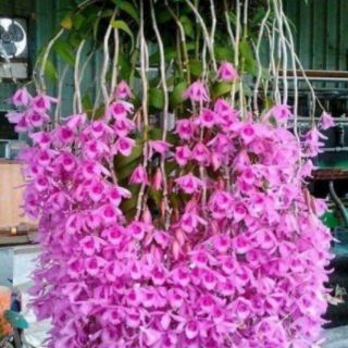 Hoa lan Phi điệp Giã Hạc Hồng Xước