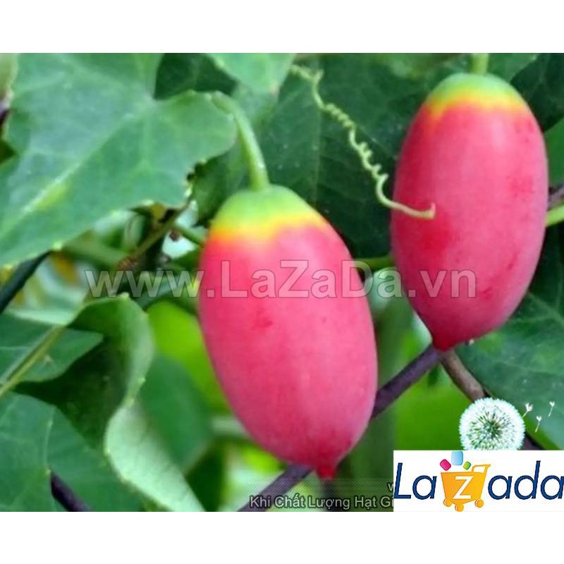 Hạt Giống Cây Bình Bát Dây Dây Bát Mãng Bát  a6