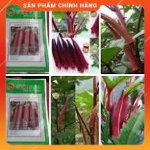 HẠT GIỐNG ĐẬU BẮP ĐỎ GÓI 5GR